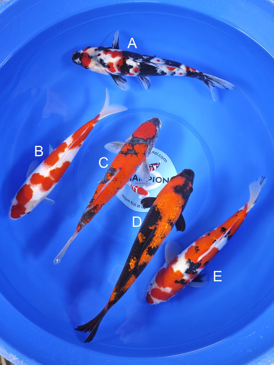 Koi fish for sale — 28-33 cm Ogata Showa at ChampKoi