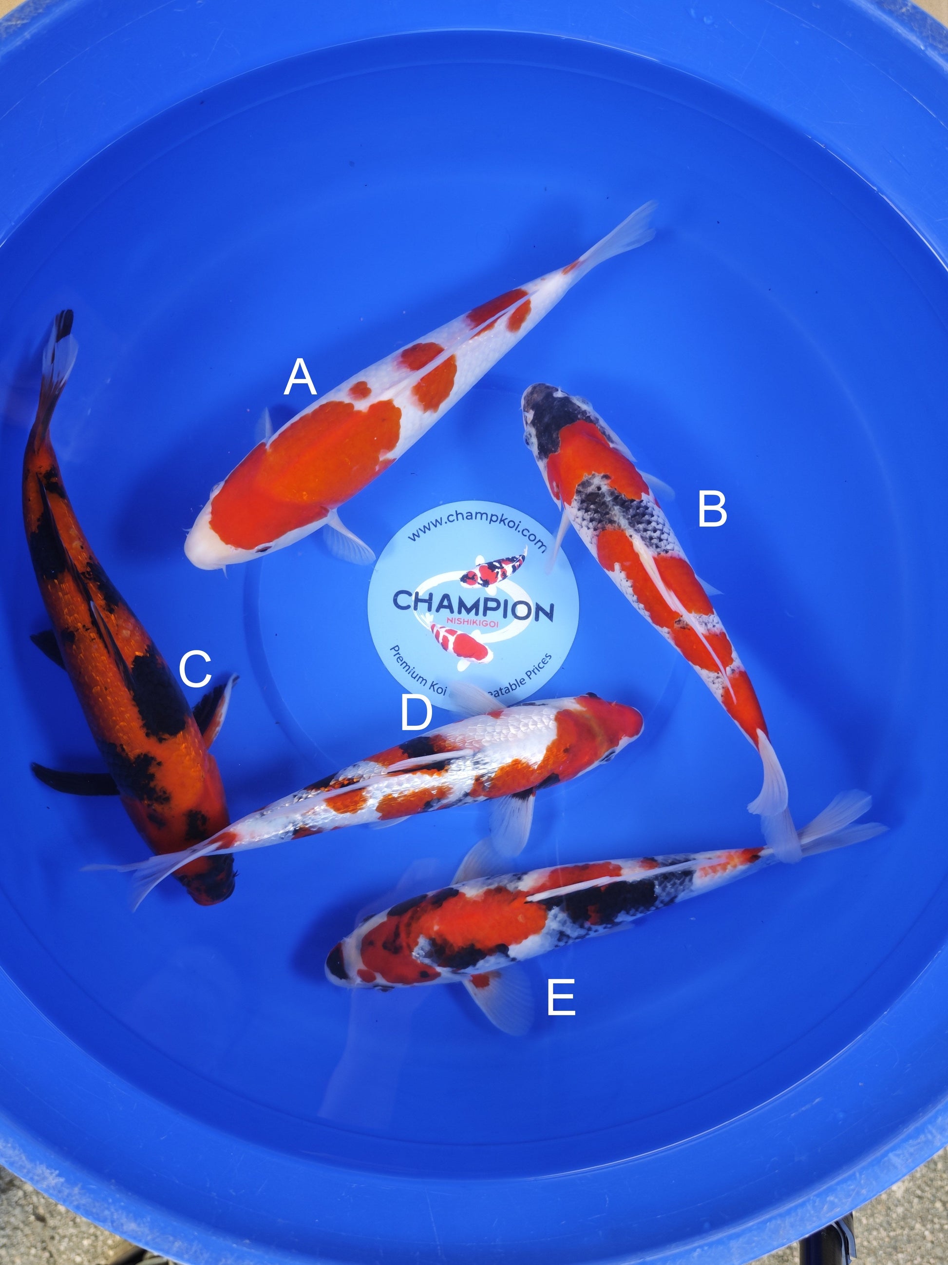 Koi fish for sale — 28-33 cm Ogata Kohaku at ChampKoi