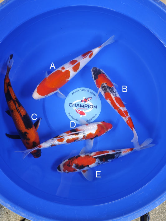 Koi fish for sale — 28-33 cm Ogata Kohaku at ChampKoi