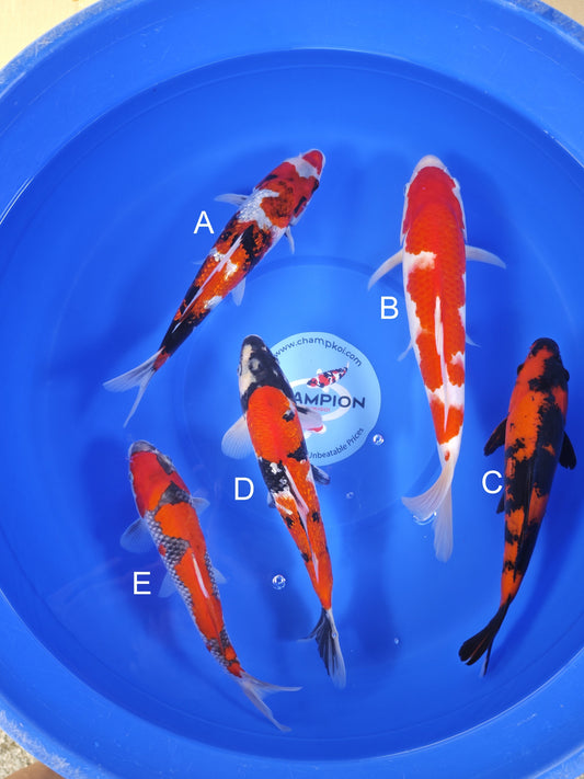 Koi fish for sale — 28-33 cm Ogata Ginrin Showa at ChampKoi