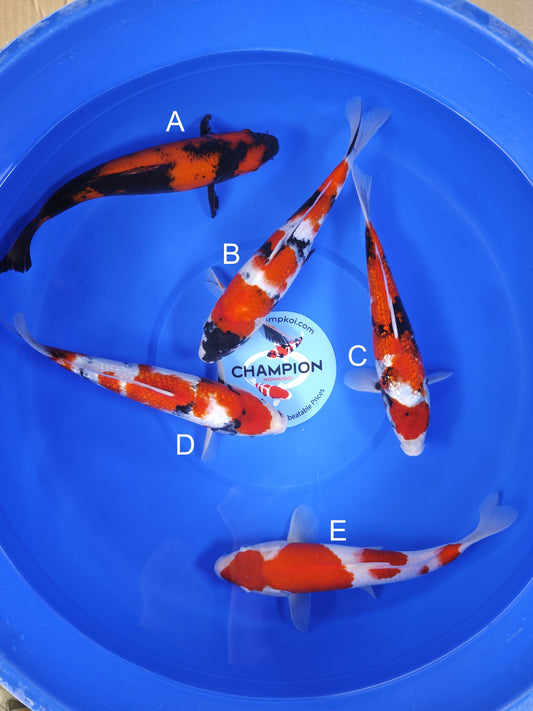 Koi fish for sale — 28-33 cm Ogata Hi Utsuri at ChampKoi