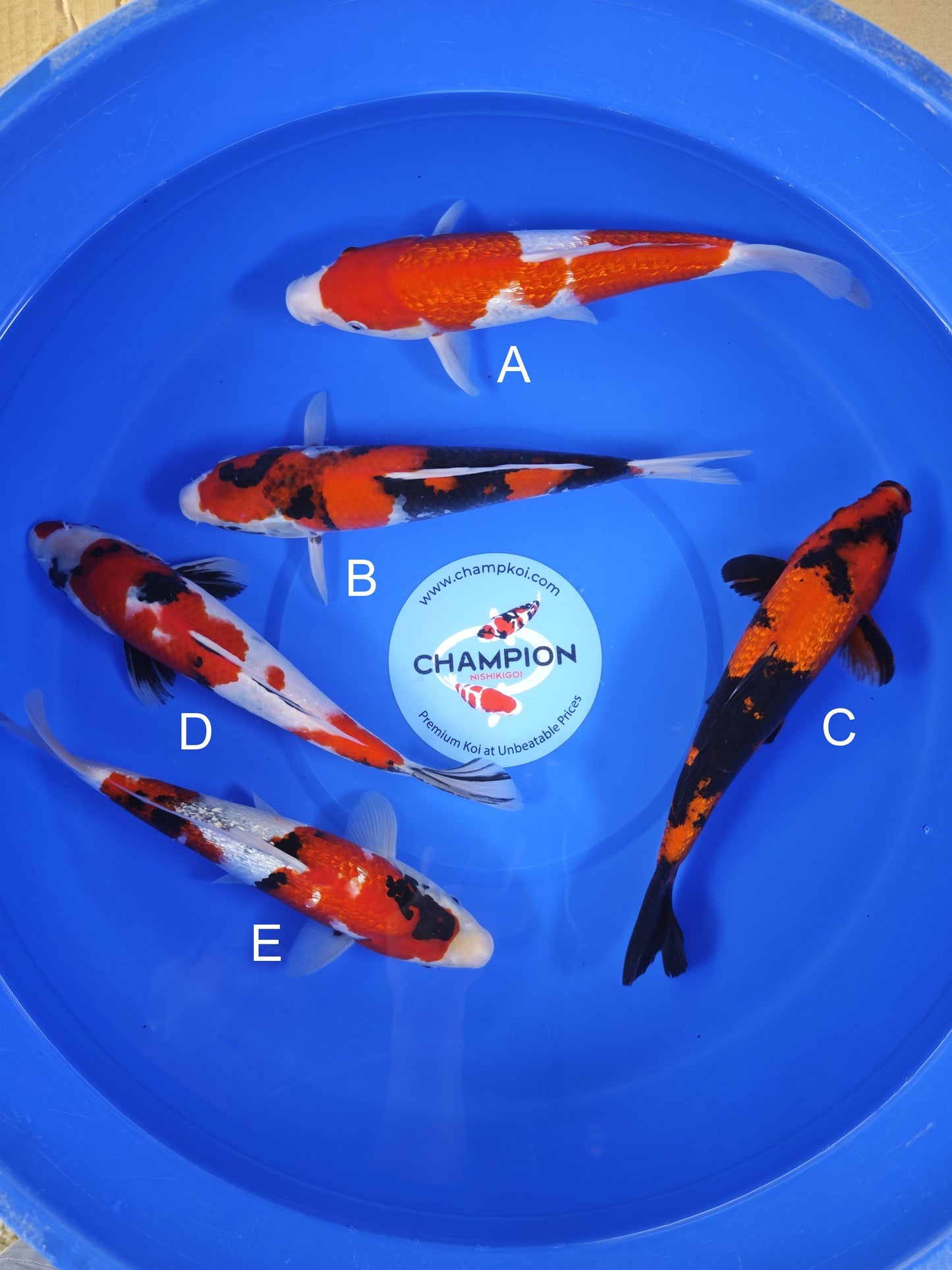 Koi fish for sale — 28-33 cm Ogata Ginrin Kohaku at ChampKoi