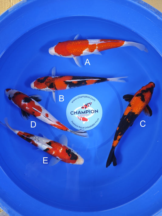 Koi fish for sale — 28-33 cm Ogata Ginrin Kohaku at ChampKoi