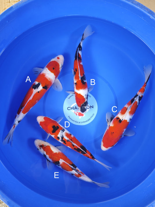 Koi fish for sale — 28-33 cm Ogata Showa at ChampKoi