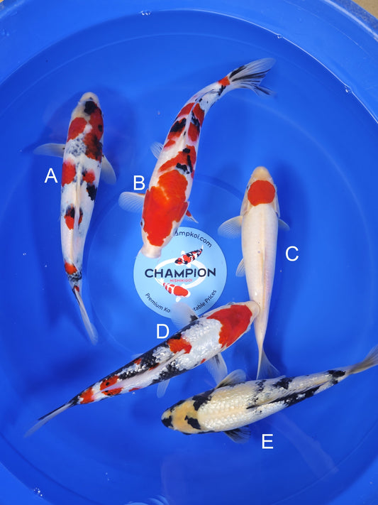 Koi fish for sale — 28-33 cm Ogata Showa at ChampKoi
