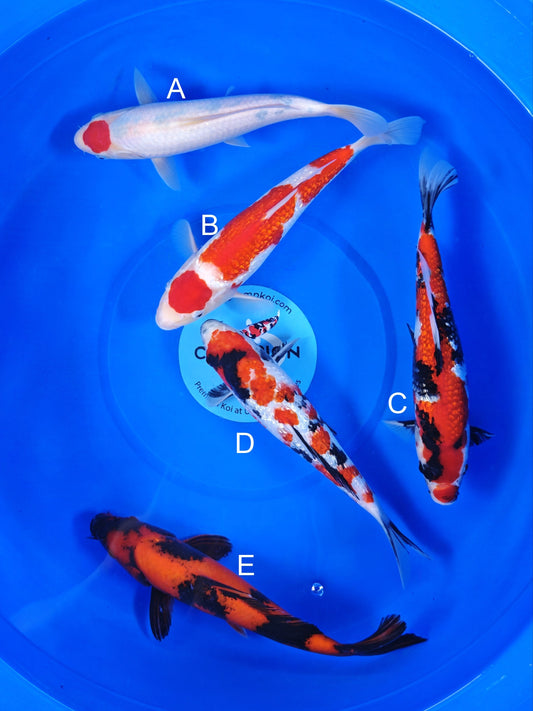 Koi fish for sale — 28-33 cm Ogata Tancho Sanke at ChampKoi