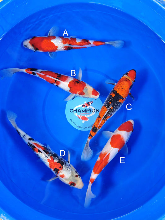 Koi fish for sale — 28-33 cm Ogata Ginrin Showa at ChampKoi