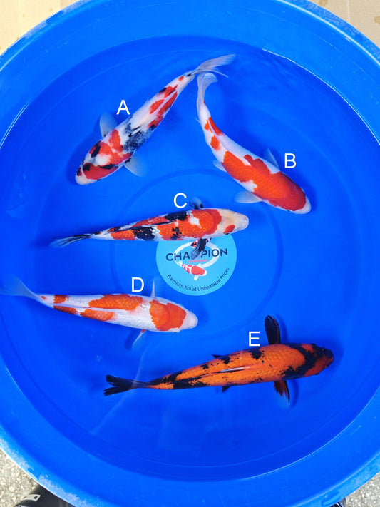 Koi fish for sale — 28-33 cm Ogata Showa at ChampKoi