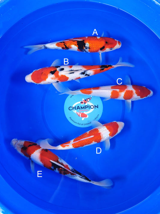 Koi fish for sale — 28-33 cm Ogata Ginrin Showa at ChampKoi