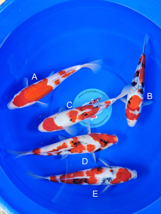 Koi fish for sale — 28-33 cm Ogata Ginrin Kohaku at ChampKoi