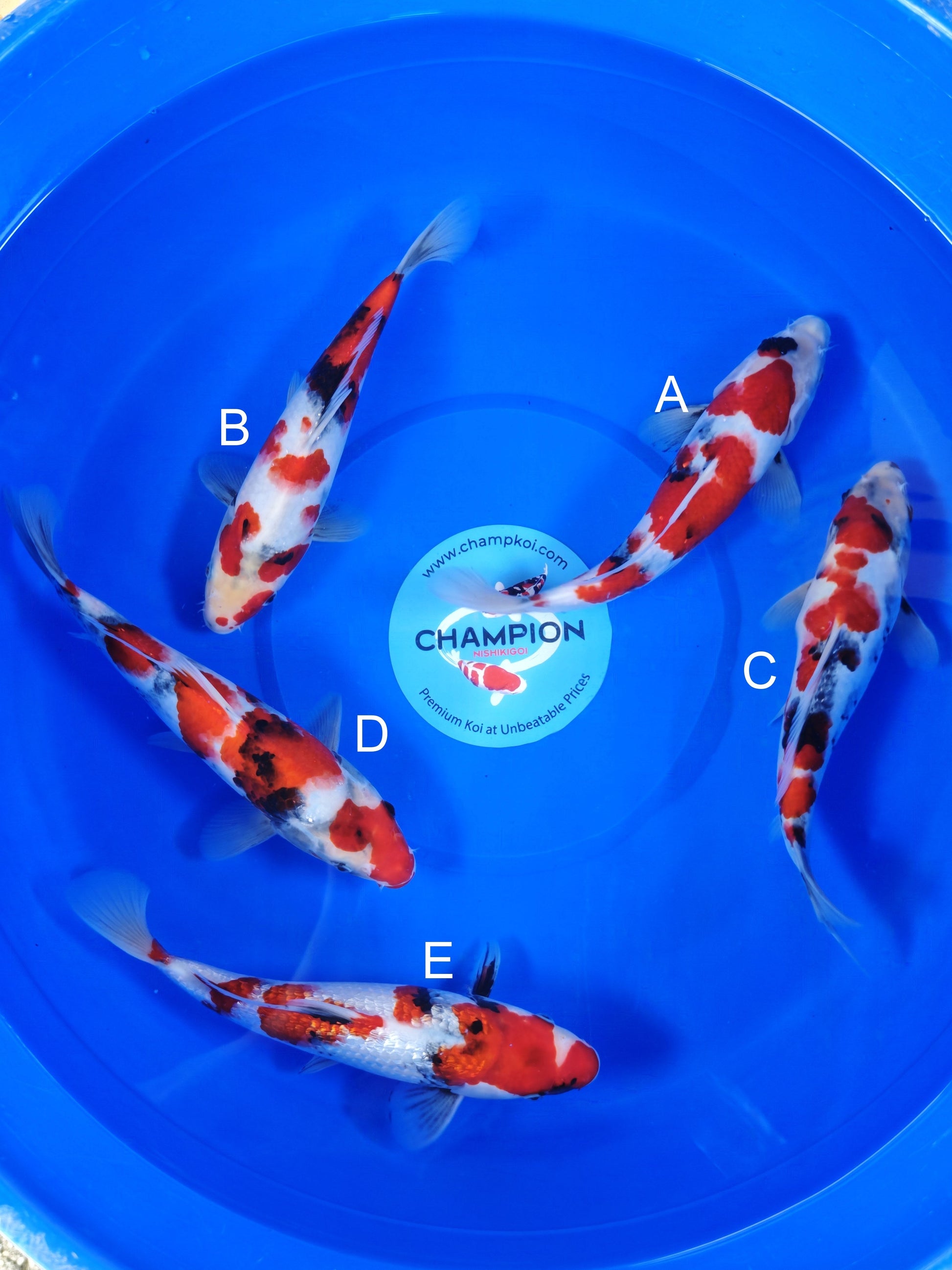 Koi fish for sale — 28-33 cm Ogata Showa at ChampKoi