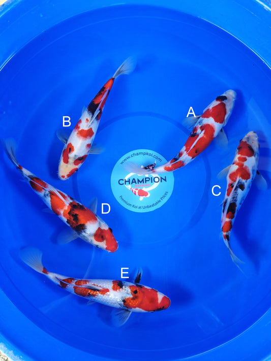 Koi fish for sale — 28-33 cm Ogata Showa at ChampKoi
