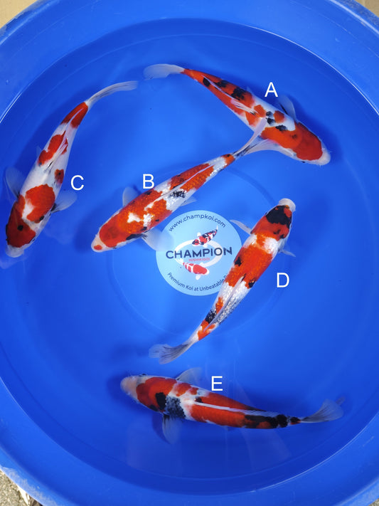 Koi fish for sale — 28-33 cm Ogata Sanke at ChampKoi