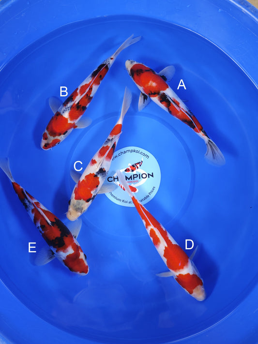 Koi fish for sale — 28-33 cm Ogata Showa at ChampKoi