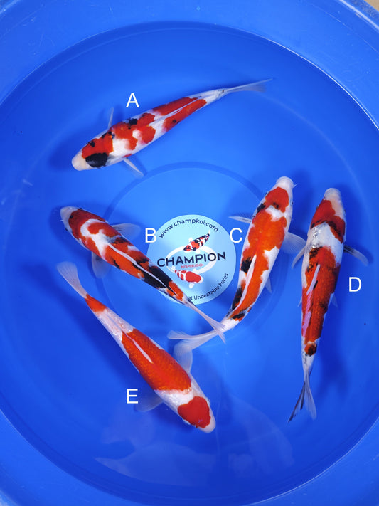 Koi fish for sale — 28-33 cm Ogata Showa at ChampKoi