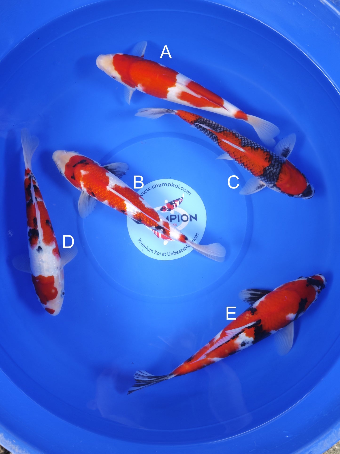 Koi fish for sale — 28-33 cm Ogata Kohaku at ChampKoi