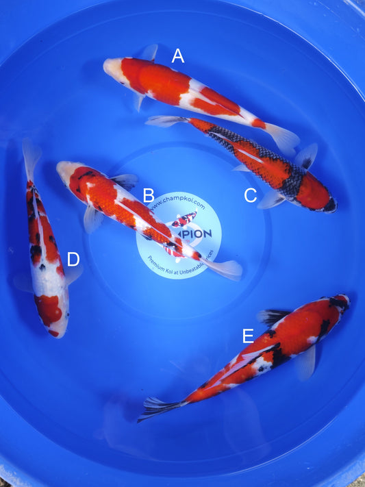 Koi fish for sale — 28-33 cm Ogata Kohaku at ChampKoi