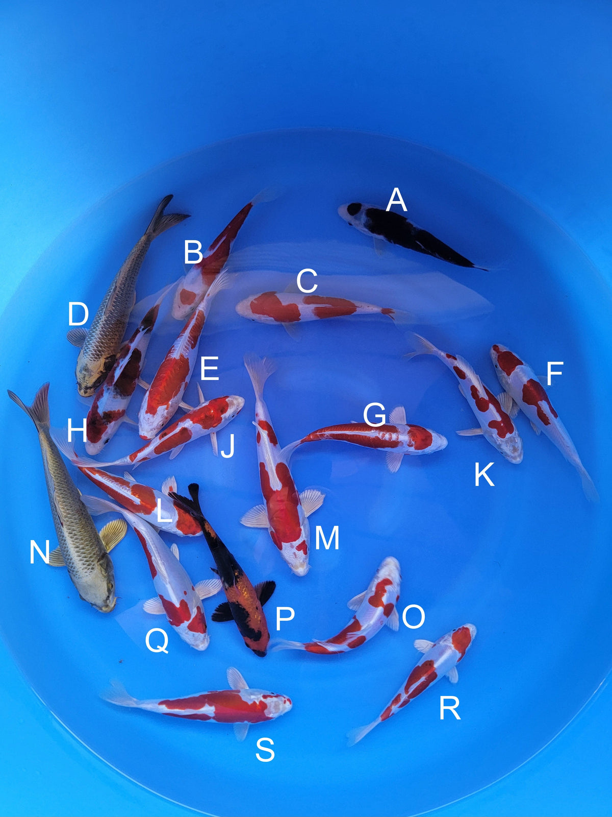 Sakazume Koi Farm Budo Goromo koi for sale — 15-20 cm at ChampKoi