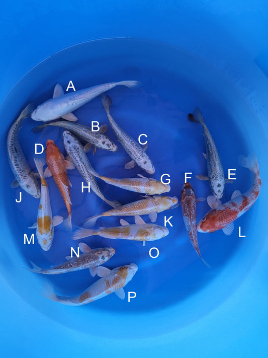 Sakazume Koi Farm Doitsu Platinum Ogon koi for sale — 17-22 cm at ChampKoi
