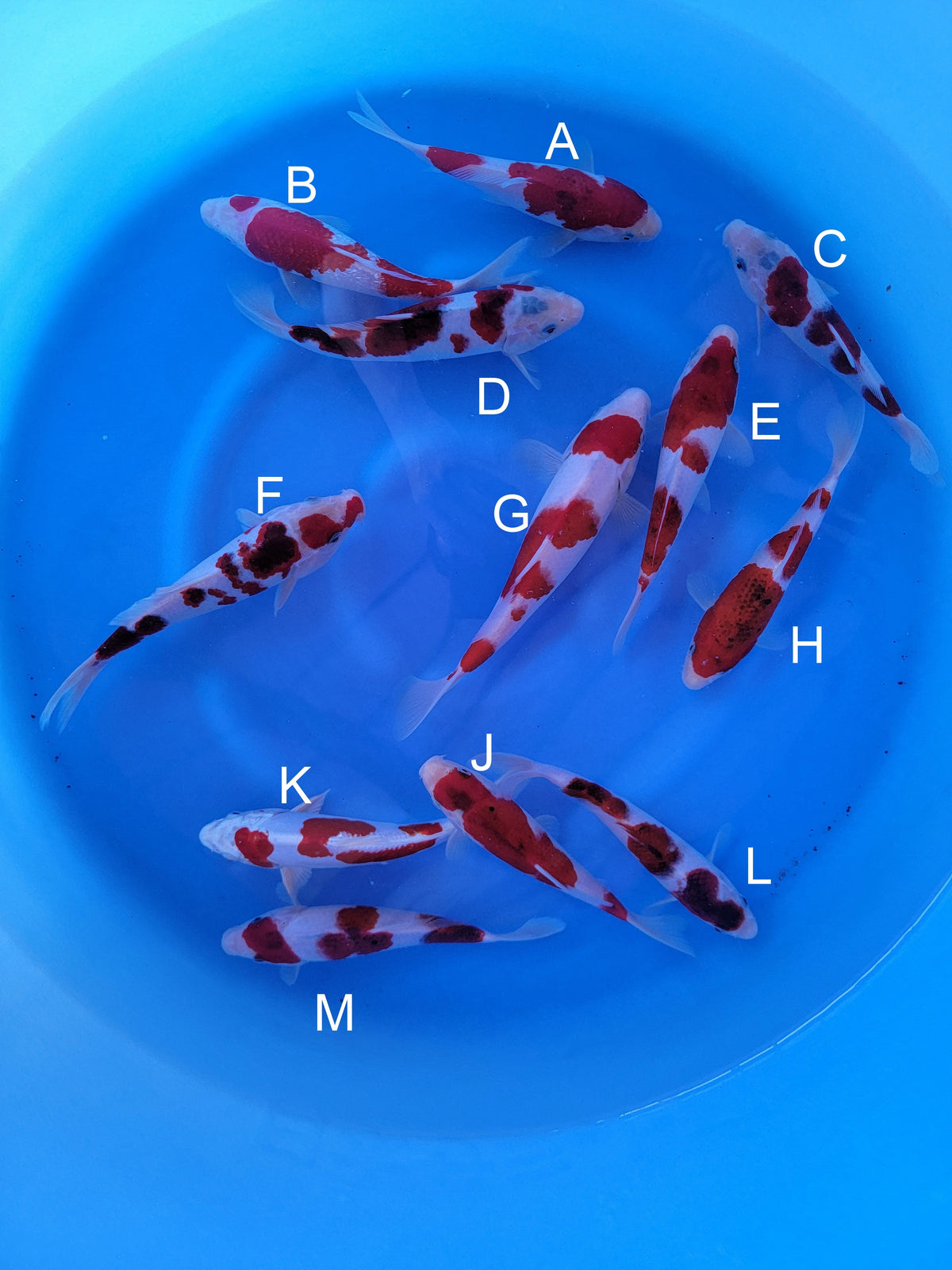 Sakazume Koi Farm Ai Goromo koi for sale — 17-20 cm at ChampKoi