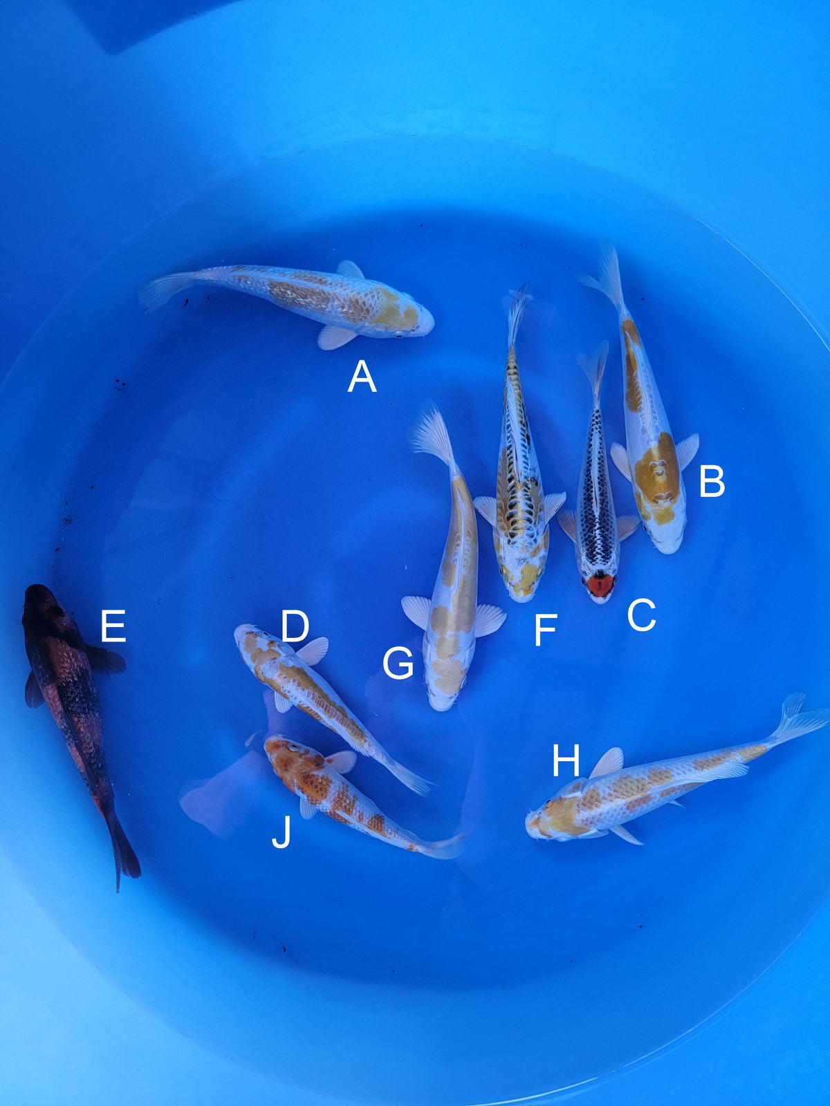 Sakazume Koi Farm Ginrin Hariwake koi for sale — 17-20 cm at ChampKoi