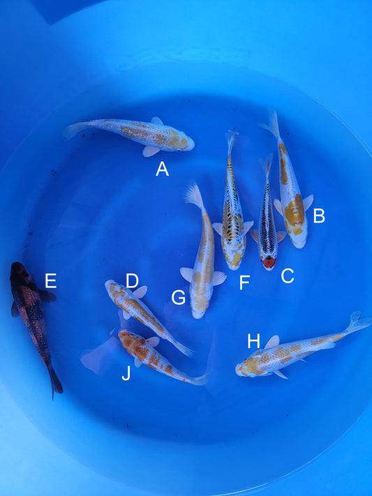 Sakazume Koi Farm Ginrin Hariwake koi for sale — 17-20 cm at ChampKoi