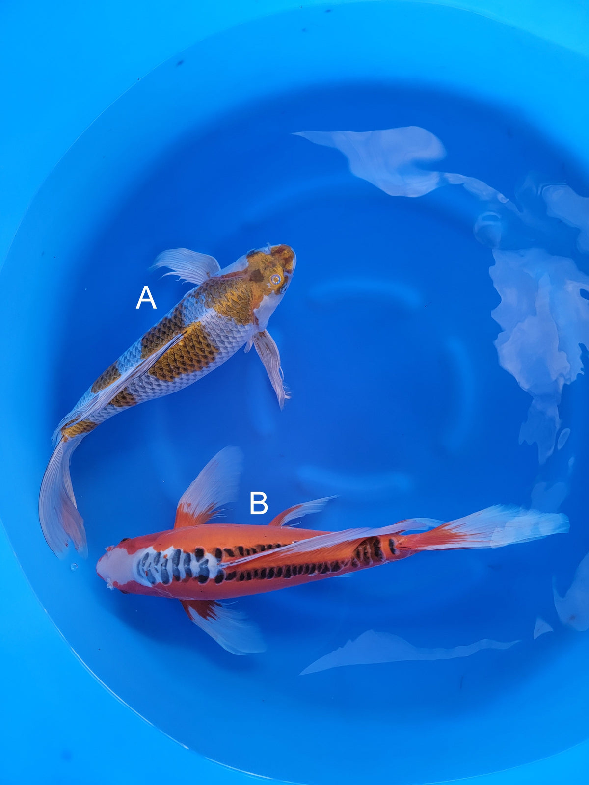 Yamazaki Kogane Ochiba koi for sale — 58-60 cm at ChampKoi