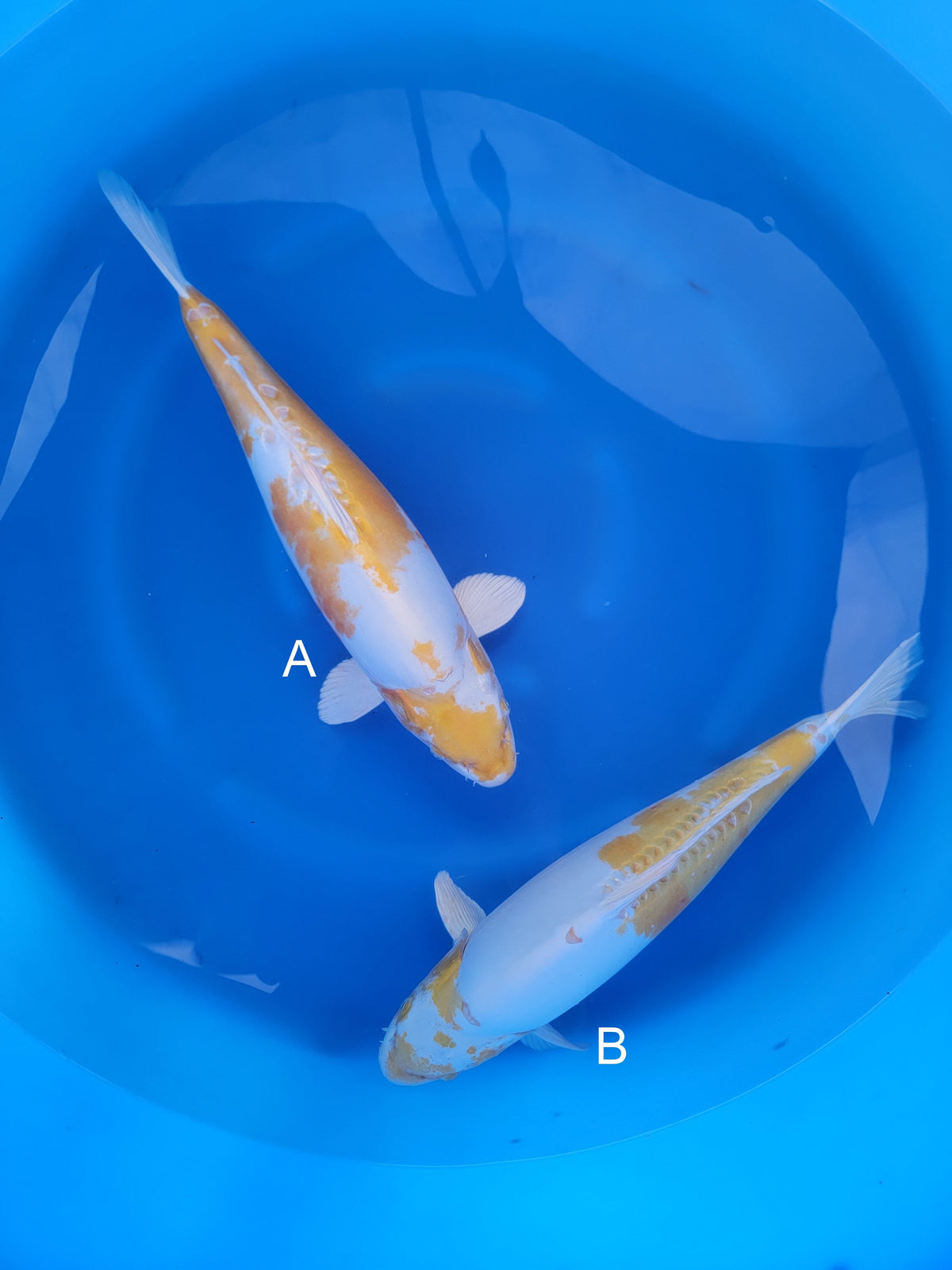 Yamazaki Doitsu Hariwake koi for sale — 50-53 cm at ChampKoi