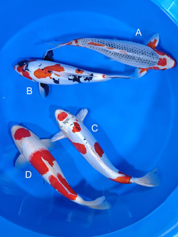 2026Q1-001 Asagi, Doitsu Showa, Doitsu Yamato Nishiki +1 more varieties