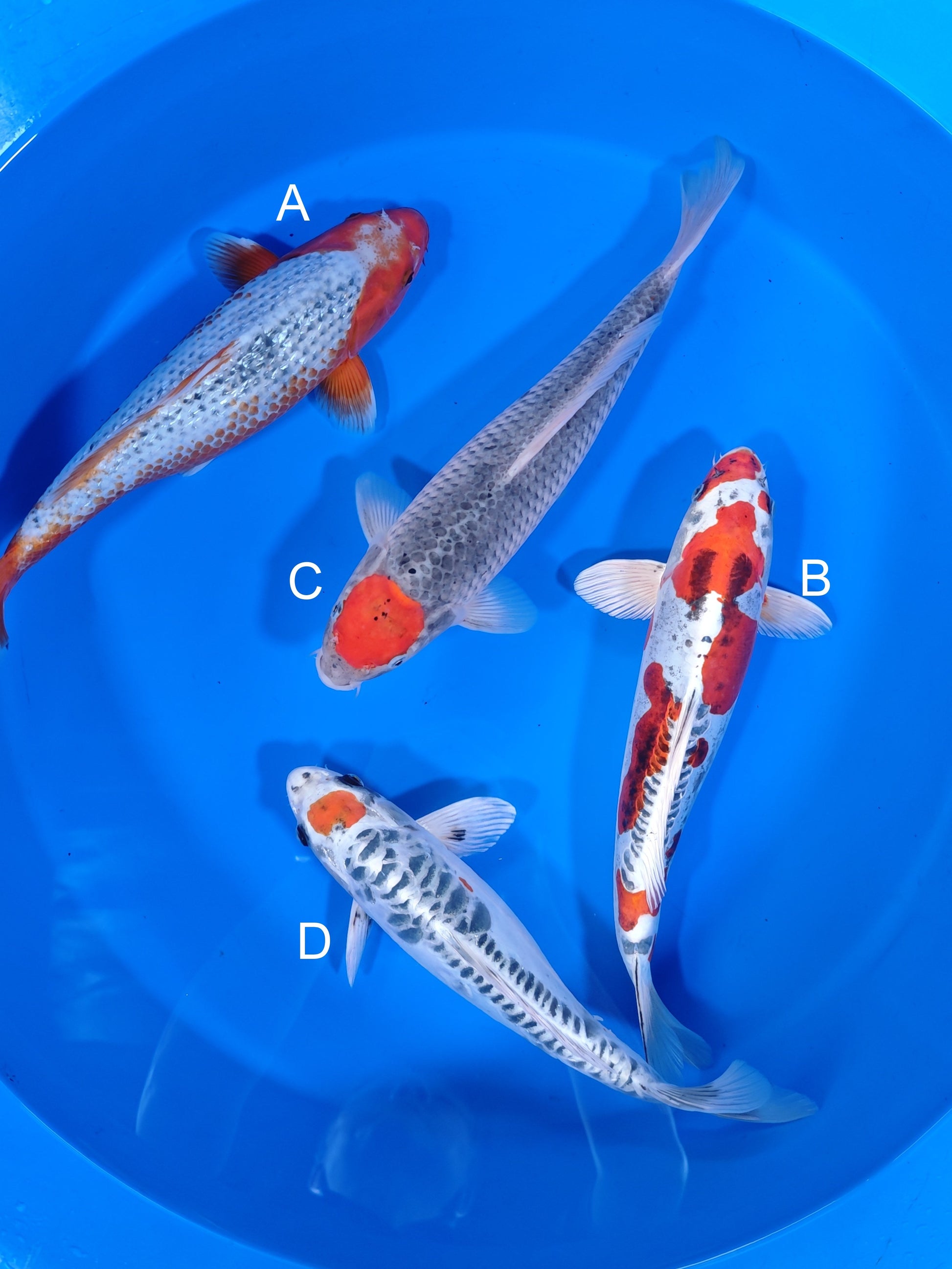 Koi fish for sale — 38-43 cm Otsuka Ginrin Asagi at ChampKoi
