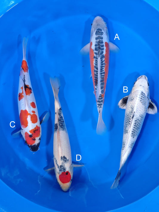 Koi fish for sale — 38-43 cm Kanno Shusui at ChampKoi