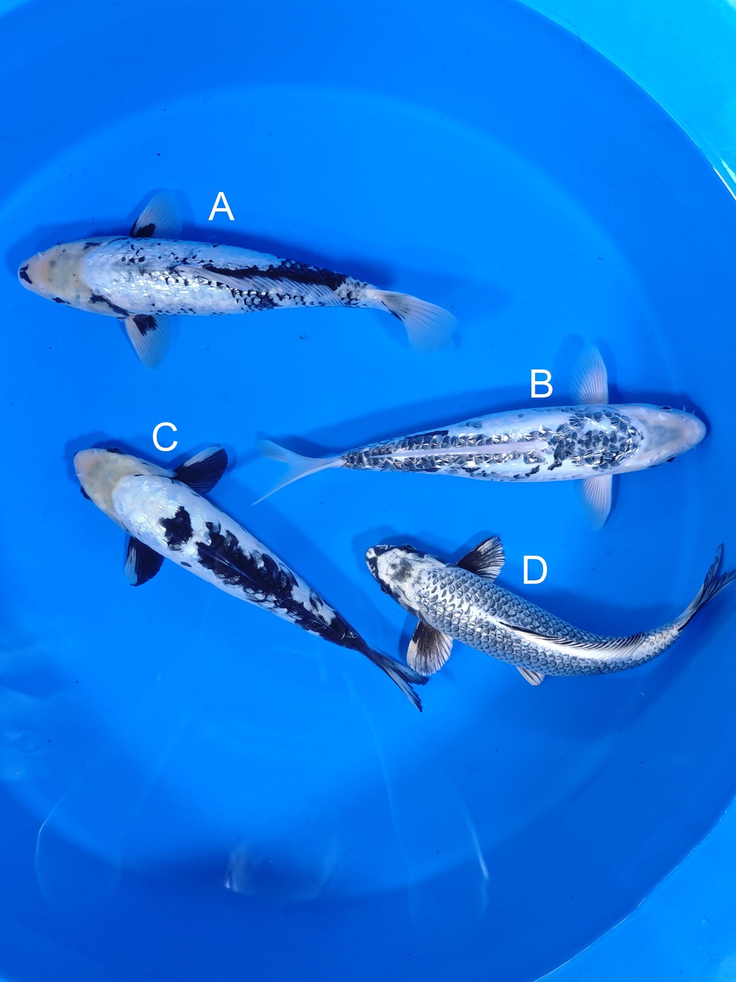 Koi fish for sale — 35-38 cm Takatatsu Ginrin Matsukawabake at ChampKoi