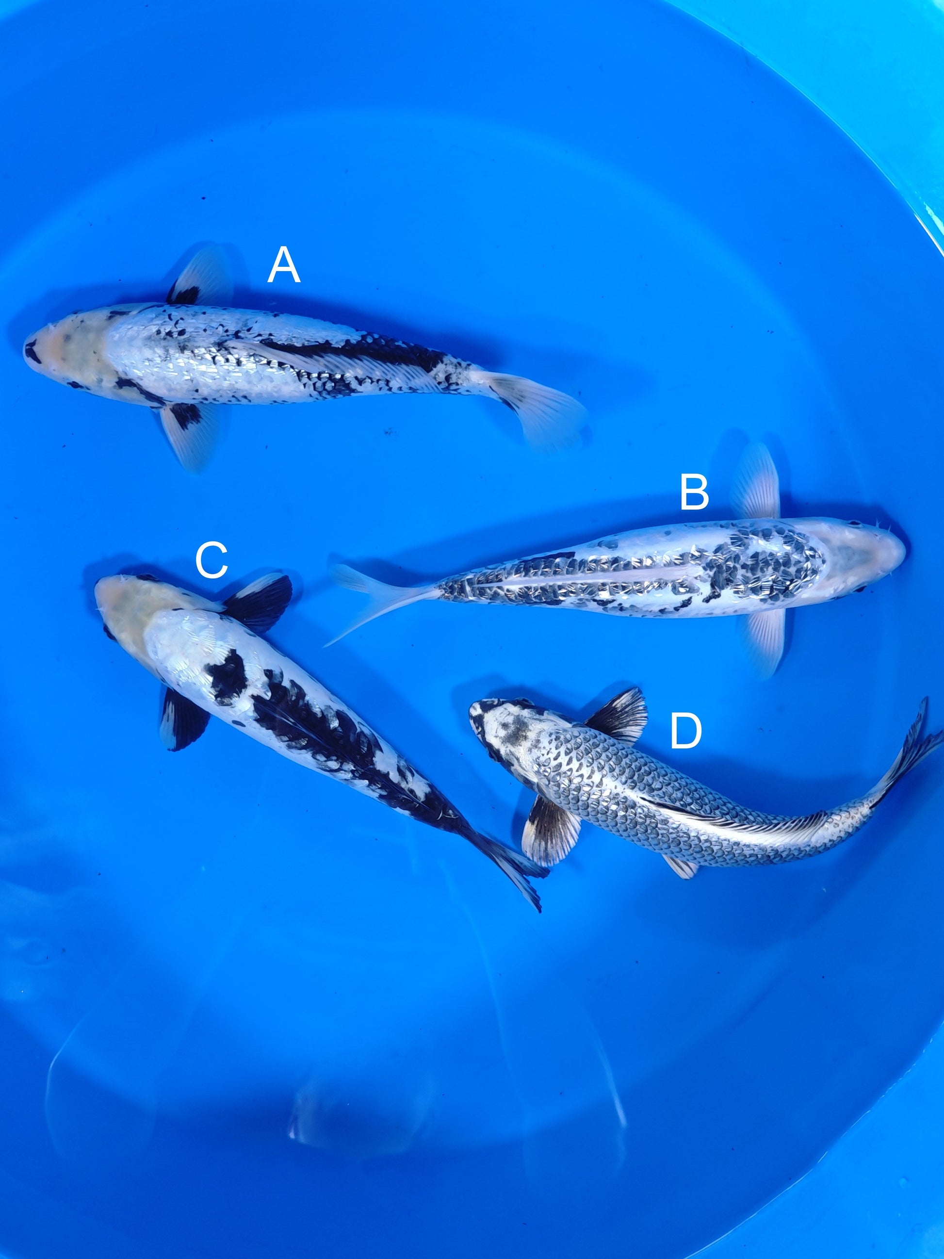 Koi fish for sale — 35-38 cm Takatatsu Ginrin Matsukawabake at ChampKoi