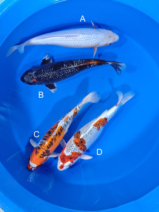 Koi fish for sale — 40-43 cm Ozumi Ikarashi Asagi at ChampKoi