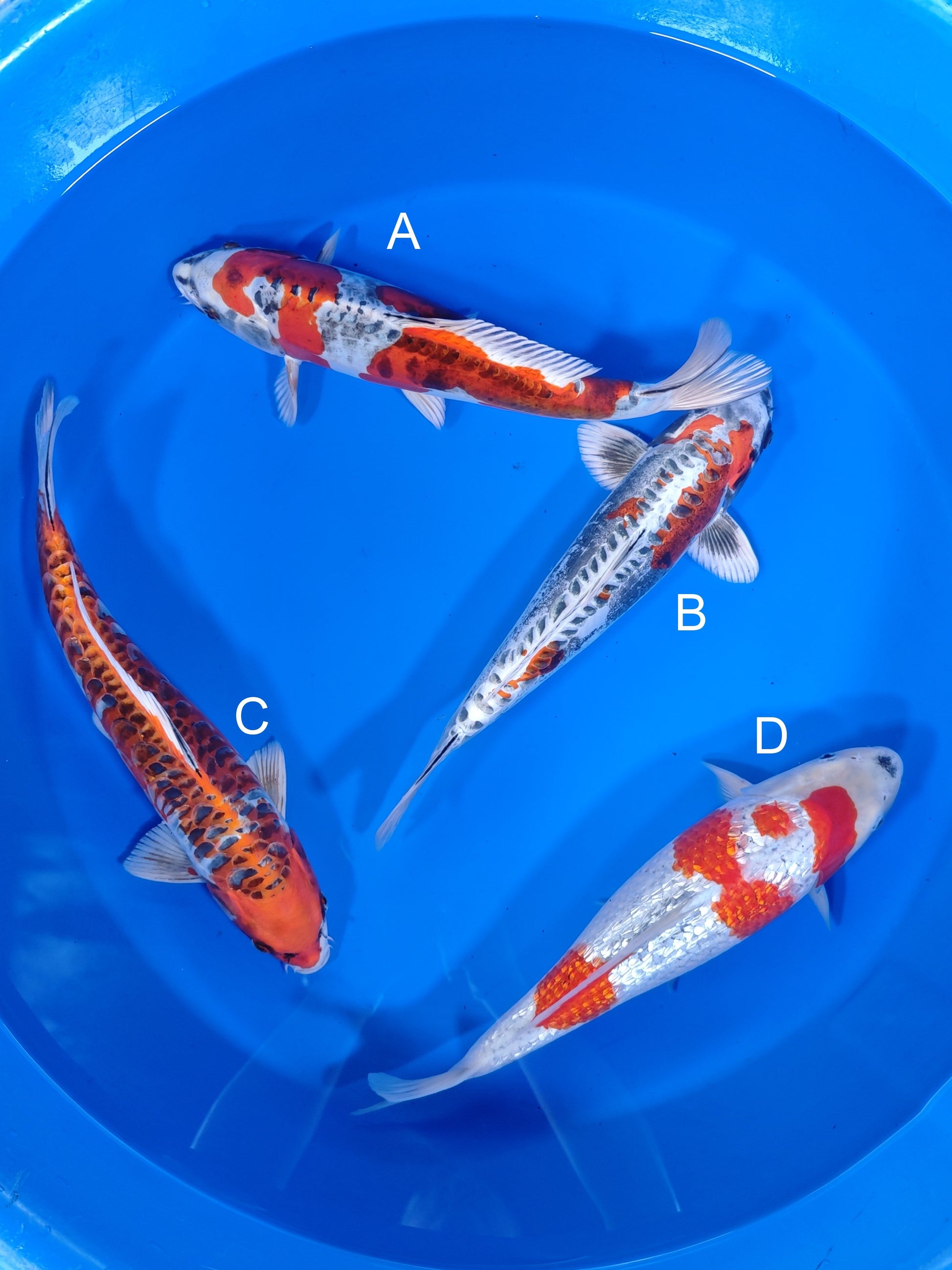 Koi fish for sale — 40-43 cm Ozumi Ikarashi Beni Kikokuryu at ChampKoi