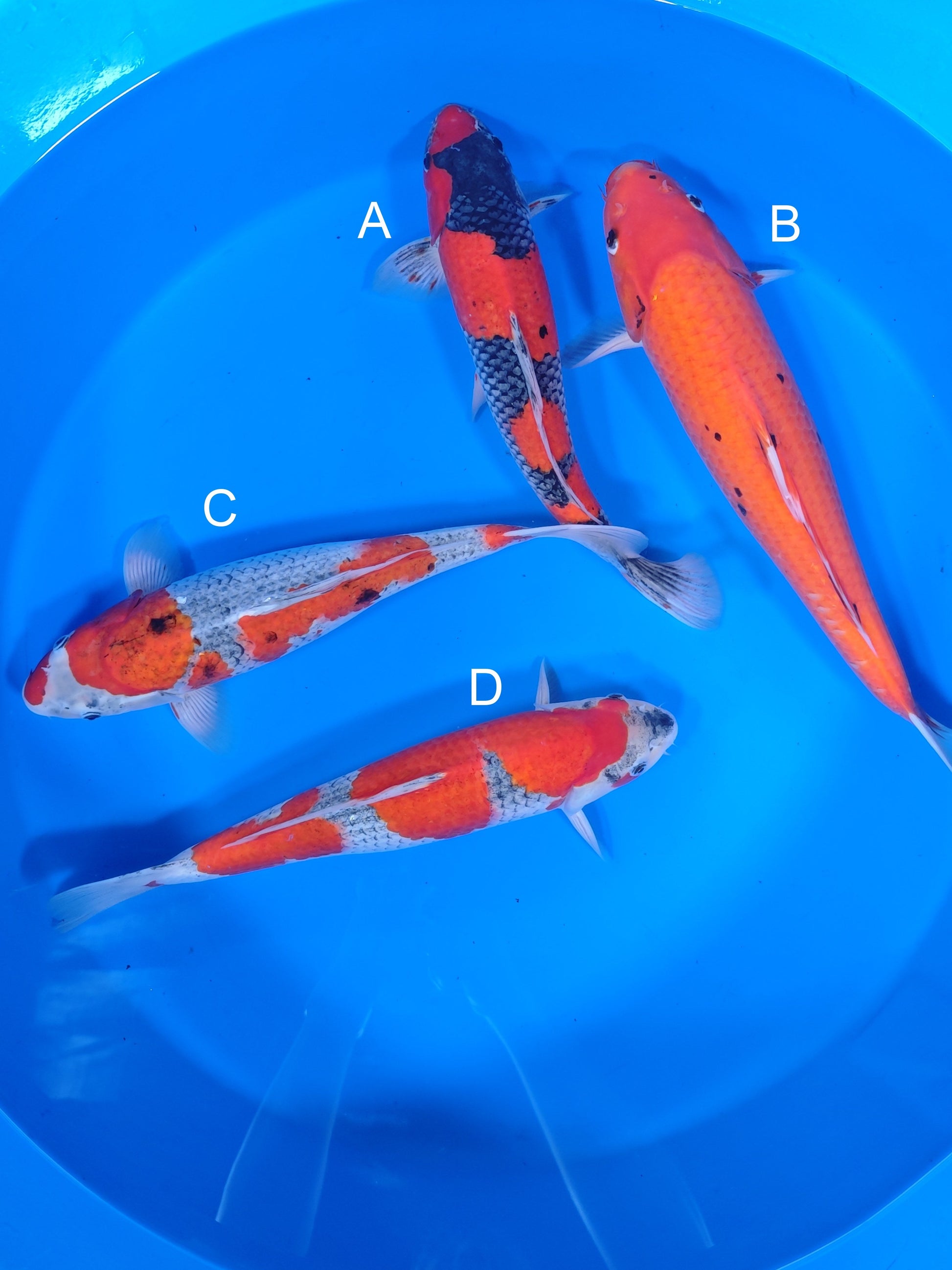 Koi fish for sale — 40-43 cm Ozumi Ikarashi Goshiki at ChampKoi