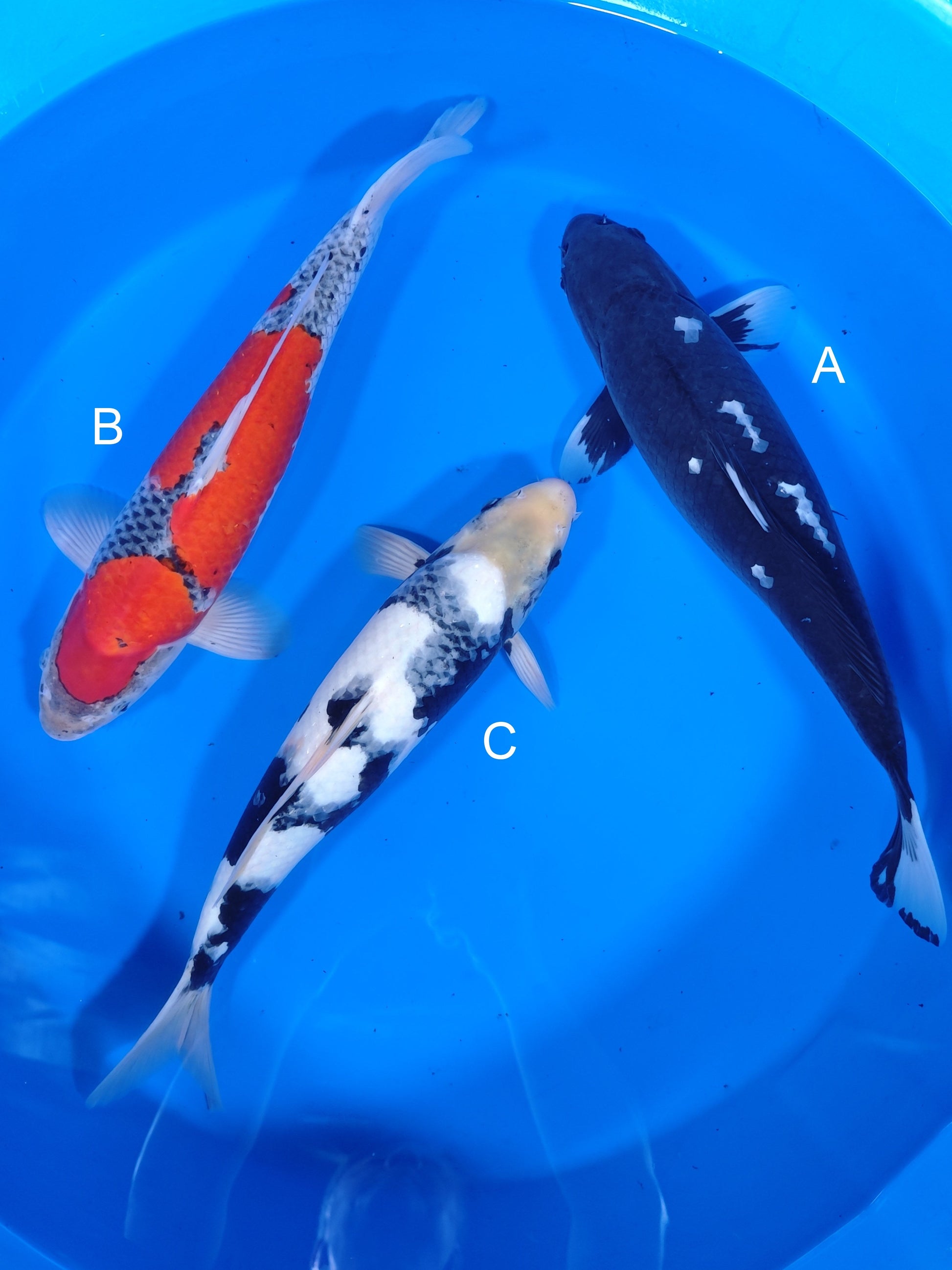 Koi fish for sale — 45-50 cm Ozumi Ikarashi Matsukawabake at ChampKoi