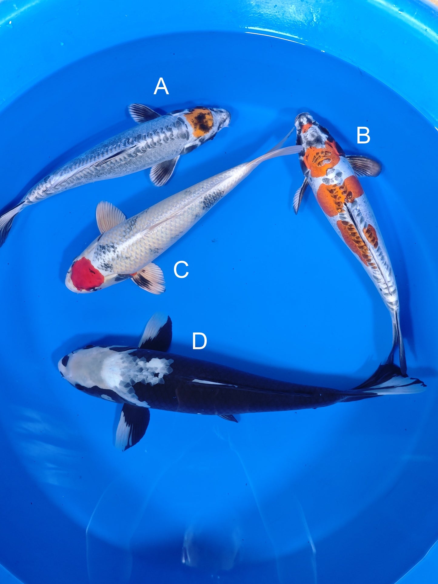 Koi fish for sale — 38-45 cm Ozumi Ikarashi Tancho Beni Kikokuryu at ChampKoi