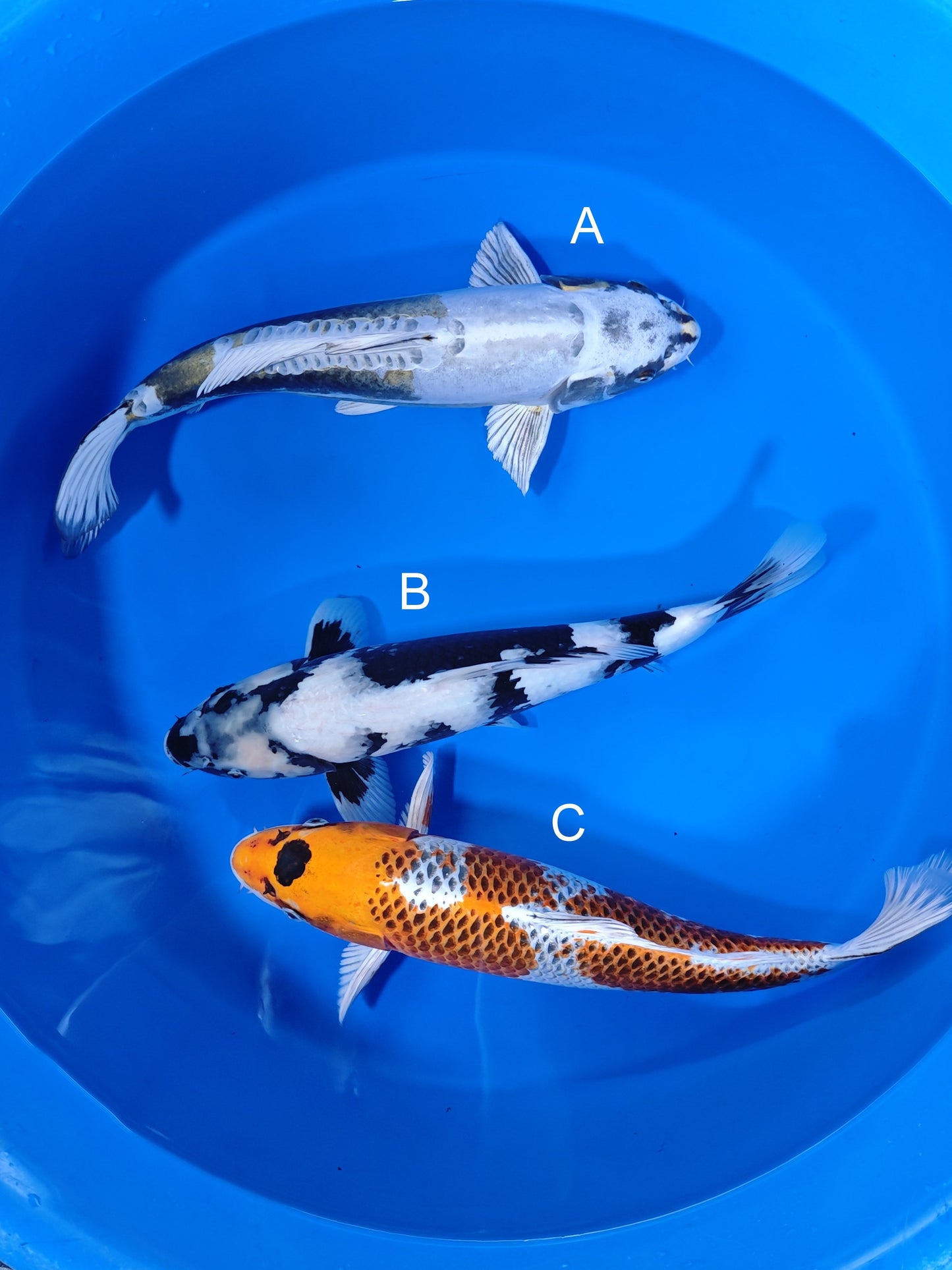 Koi fish for sale — 38-45 cm Ozumi Ikarashi Kawarigoi at ChampKoi