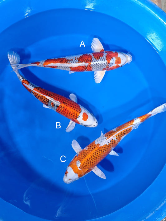 Koi fish for sale — 40-45 cm Marusei Kujaku at ChampKoi