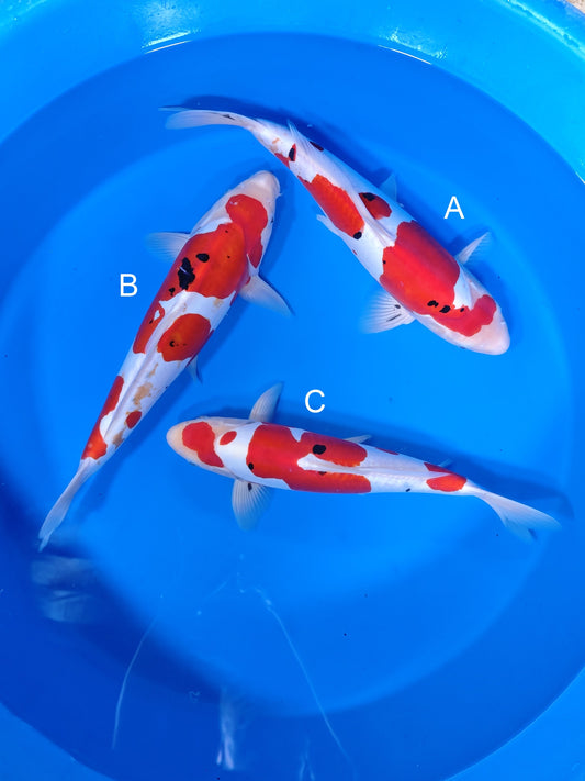 Koi fish for sale — 38-43 cm Shinoda Doitsu Sanke at ChampKoi