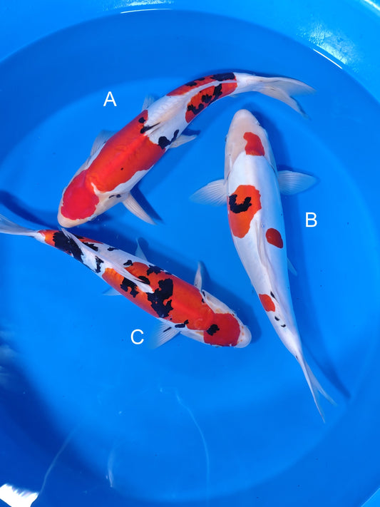 Koi fish for sale — 40-43 cm Shinoda Doitsu Sanke at ChampKoi