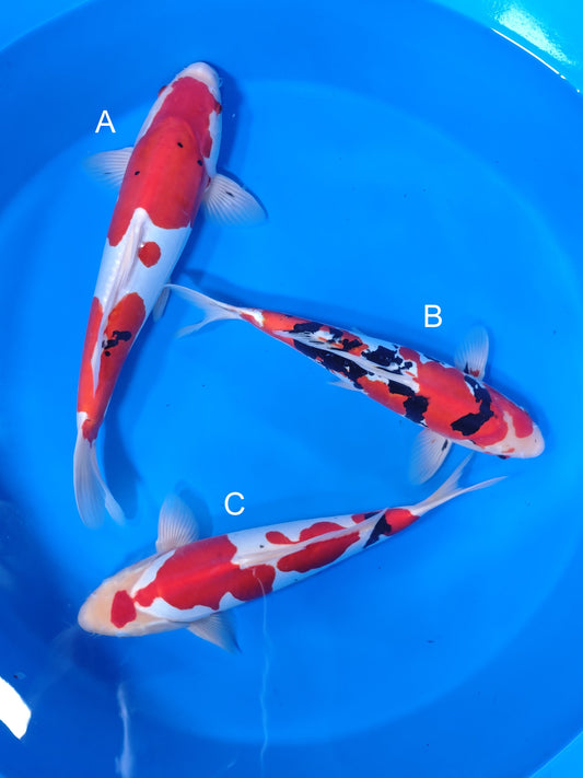 Koi fish for sale — 40-43 cm Shinoda Doitsu Sanke at ChampKoi