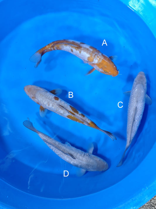 Koi fish for sale — 35-38 cm Marusei Doitsu Ochiba at ChampKoi