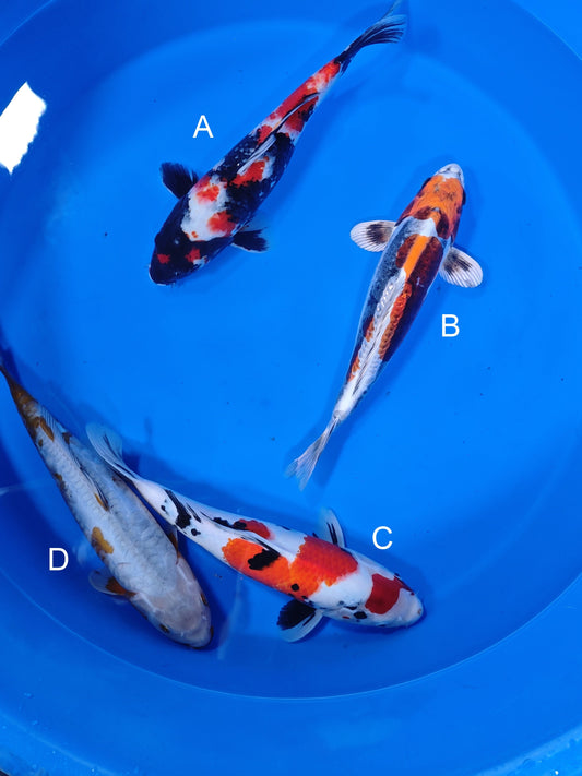 Koi fish for sale — 35-38 cm Marusei Showa at ChampKoi