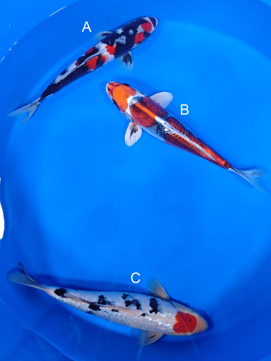 Koi fish for sale — 30-35 cm Marusei Showa at ChampKoi