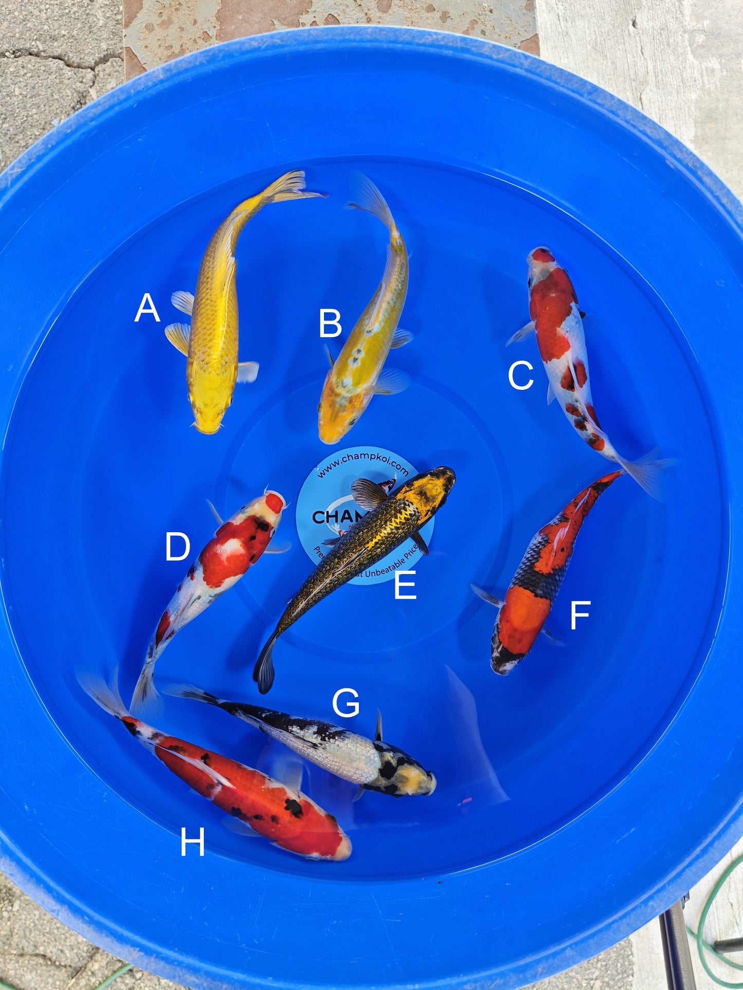 Ogata Yamabuki Ogon koi for sale — 22-25 cm at ChampKoi