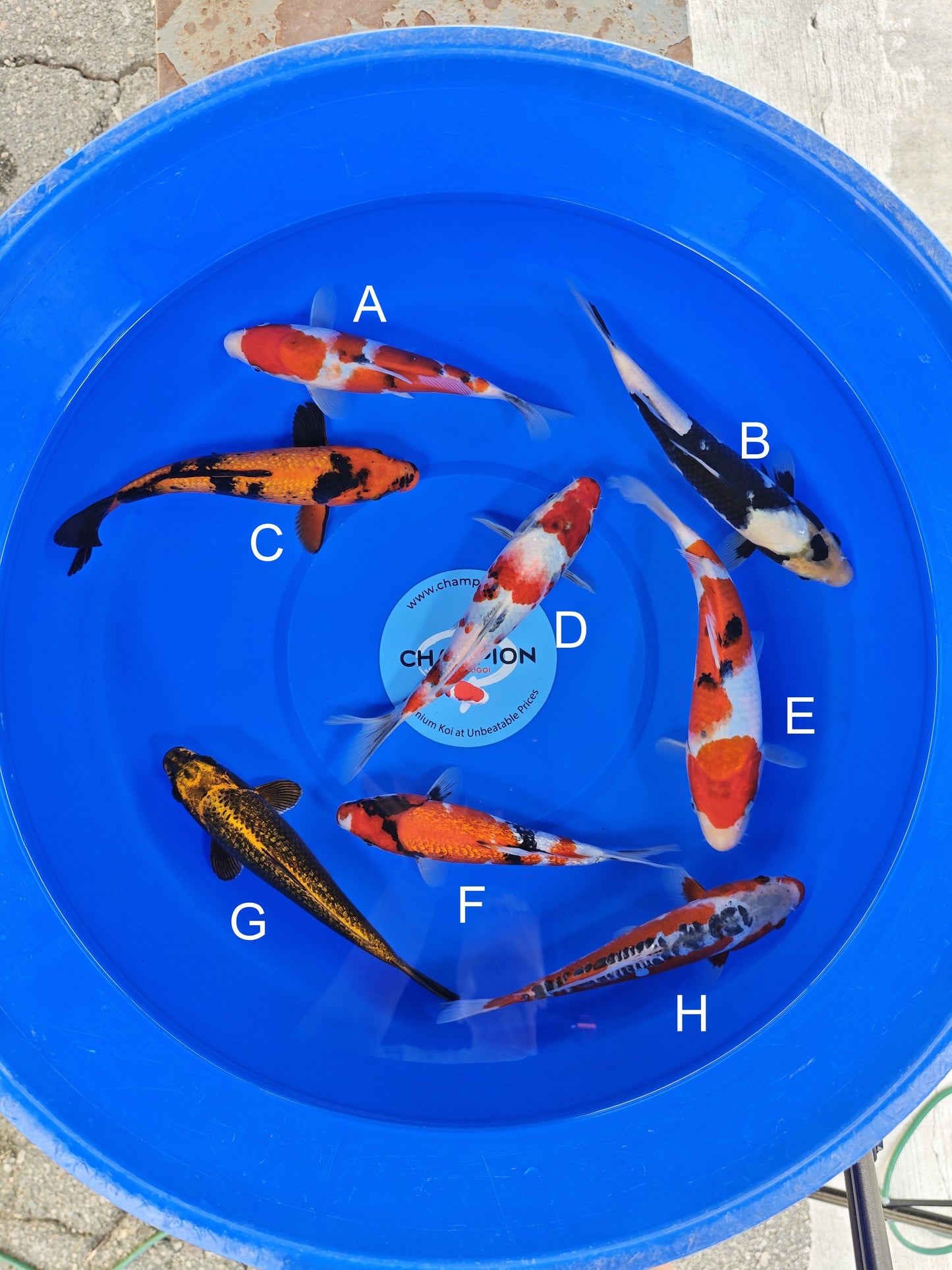 Ogata Sanke koi for sale — 22-25 cm at ChampKoi