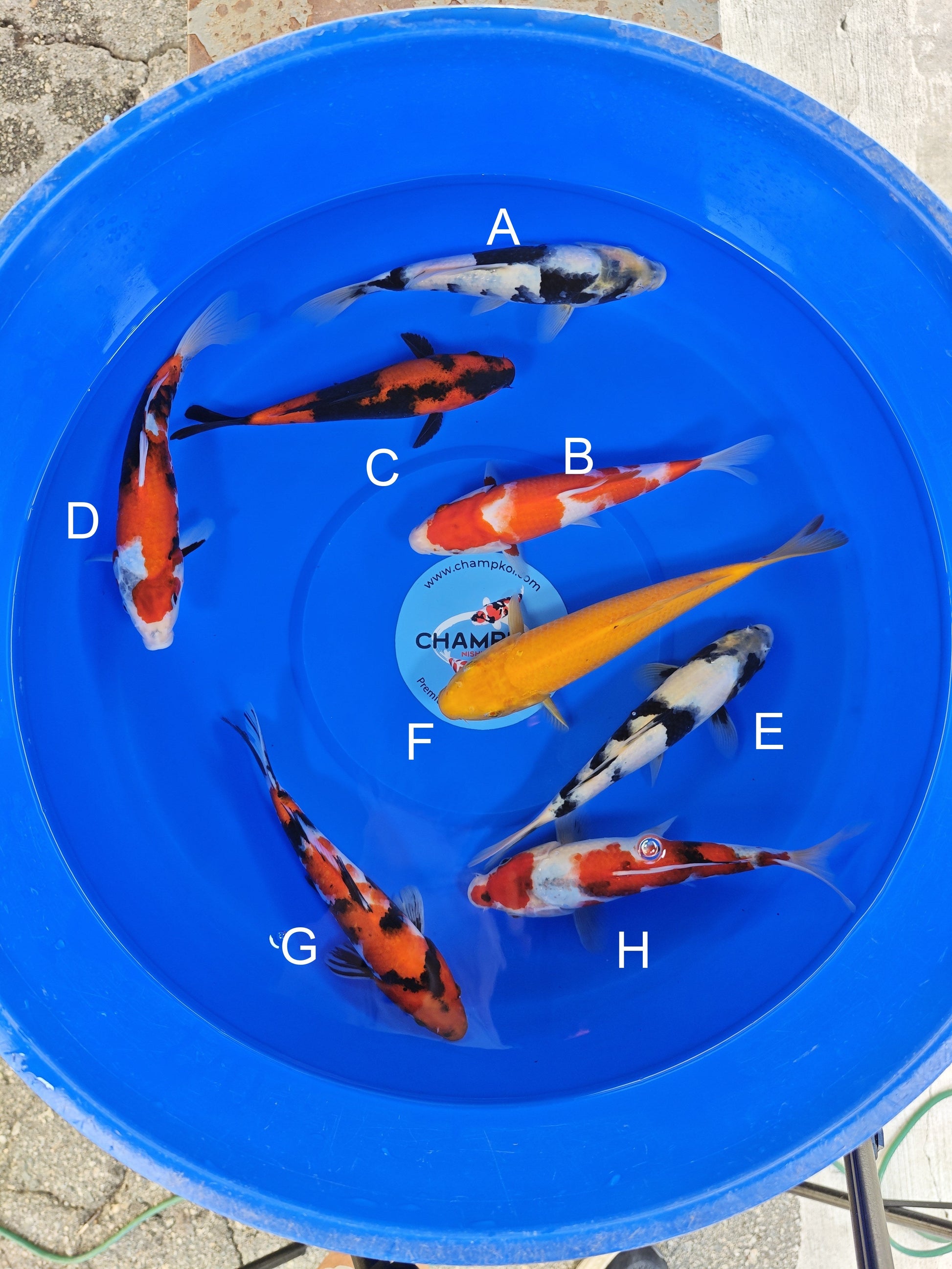 Ogata Shiro Utsuri koi for sale — 22-25 cm at ChampKoi