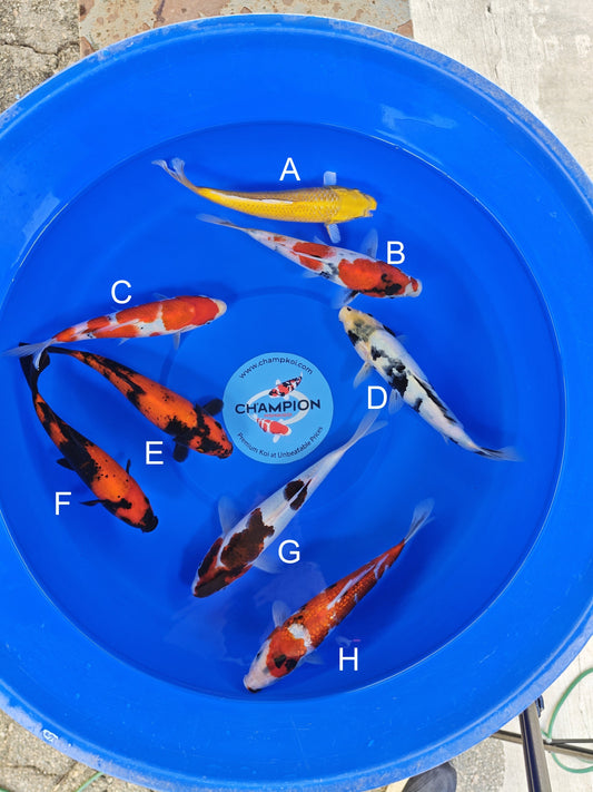 Ogata Yamabuki Ogon koi for sale — 22-25 cm at ChampKoi